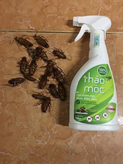 Thảo mộc Plus - Diệt muỗi kiến gián Organic 500ml