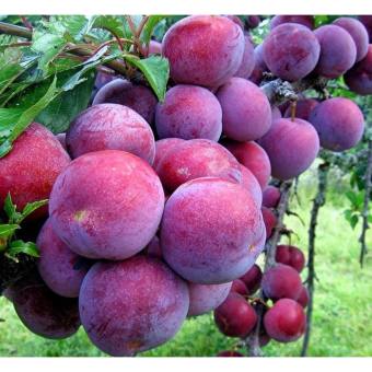 Cây giống Mận Tam Hoa