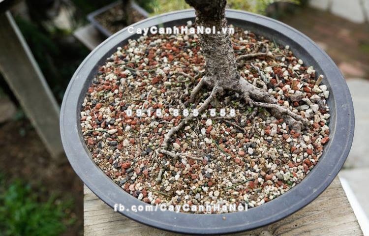 Đá pumice, đá bọt size 1-3mm 1000ml
