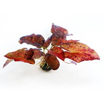 Củ Sen Tiger - Cây Súng Thủy Sinh Màu Đỏ Cực Đẹp