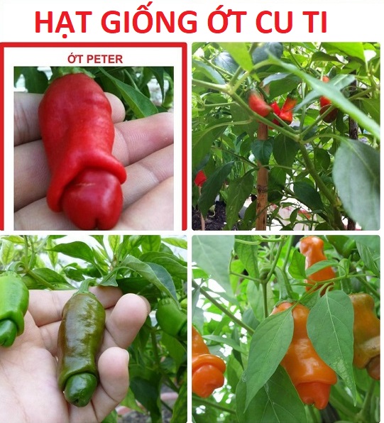 Hạt giống ớt cu ti - ớt peter - gói 5hat