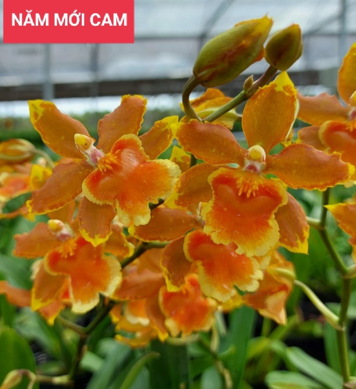 Hoa lan vũ nữ: năm mới cam- chậu trưởng thành