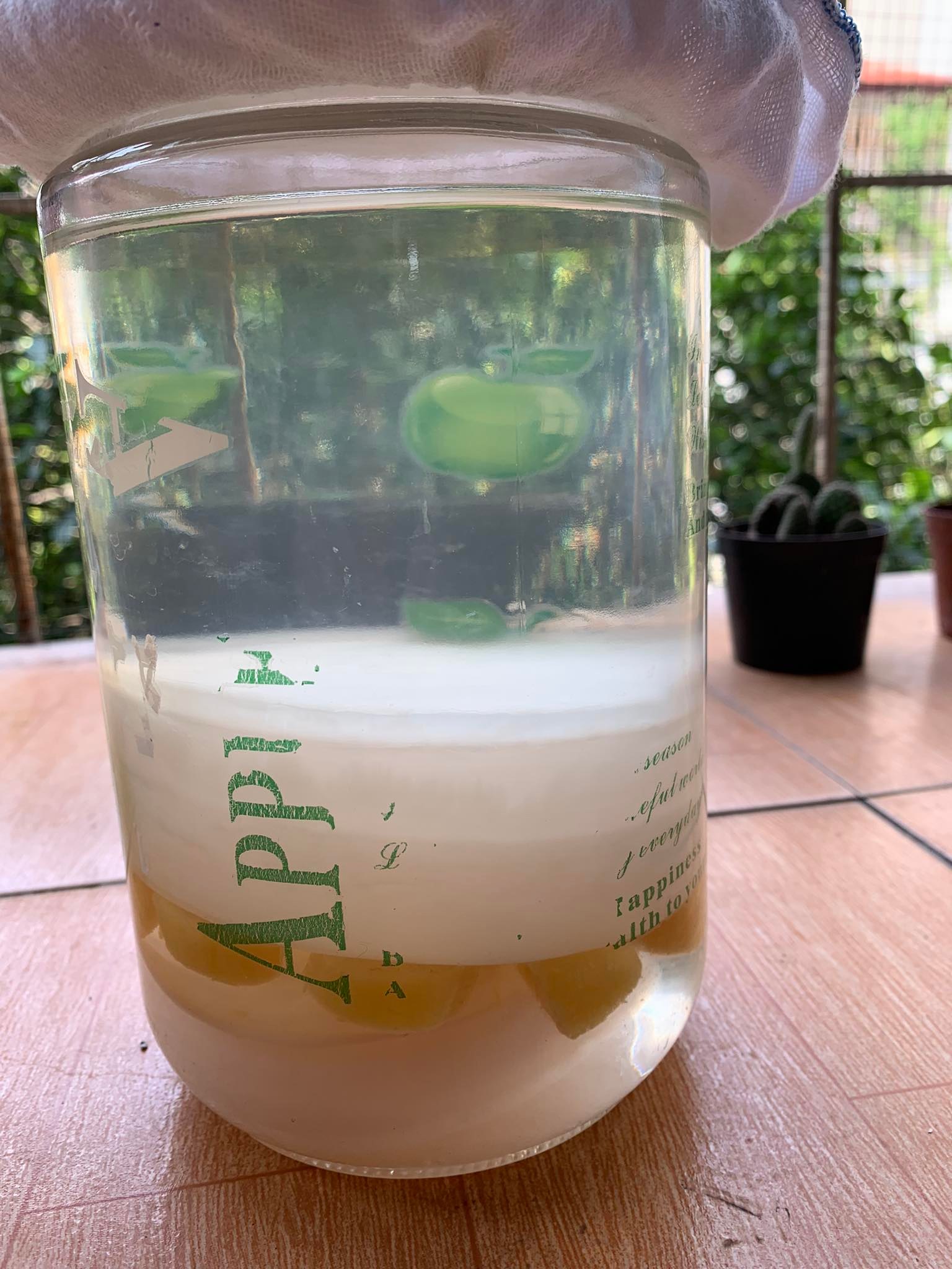 Combo con giấm nuôi + nước mồi