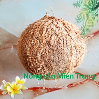 Quả Dừa khô nguyên trái Cơm dày 0,9-1,2 kg (Dừa già)