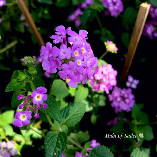 Hoa Trâm ổi tím, hoa cúc ngũ sắc tím rủ-cây giống