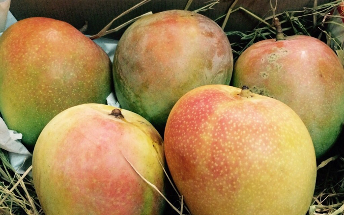 Xoài Úc R2E2 - 1Kg