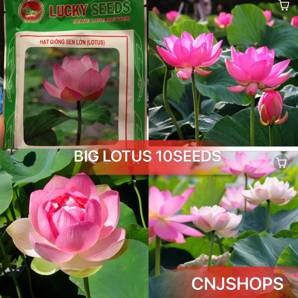 Lotus Seed Plant Best Price In Singapore Lazada Sg