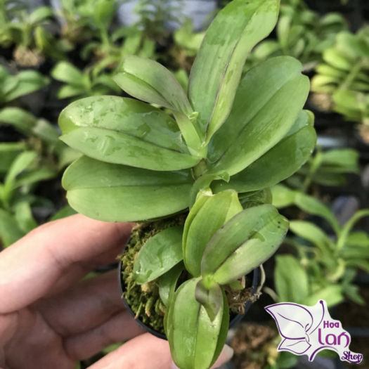 Lan Phi Điệp  *Mua 3 Tặng 1*  Lá Mít Thân Thủ [ Cây Giống ]