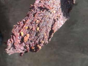 Thịt trâu khô gác bếp đặc sản Tây Bắc