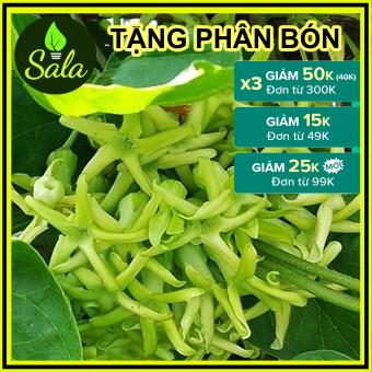 CÂY GIỐNG HOA THIÊN LÝ - CHẬU CÂY Y HÌNH CHỤP