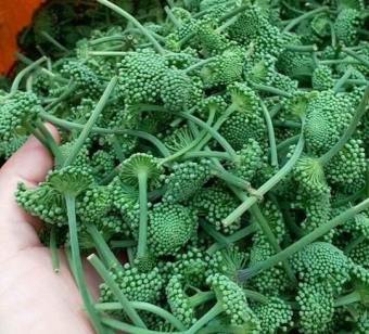 Nụ hoa tam thất bao tử 500g khô