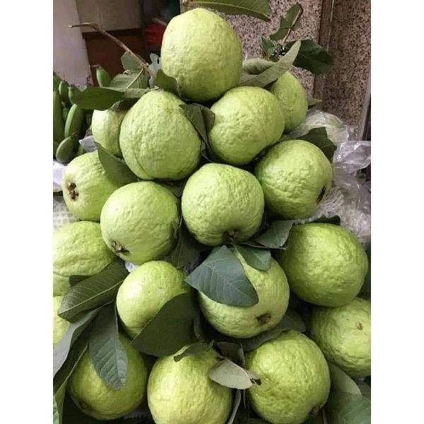 Cây giống ổi lê lùn trồng chậu trái sớm