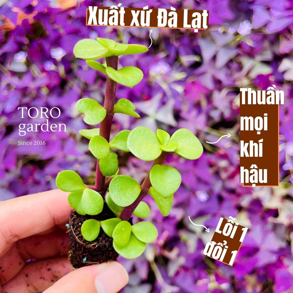 Sen đá đô la size mini đà lạt hư 1 đổi 1 siêu cute