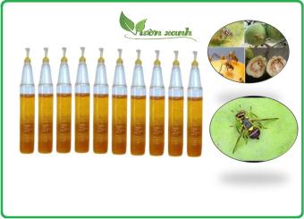 Set 10 ống chất dẫn dụ bẫy ruồi vàng Pheromone lọ 2ml