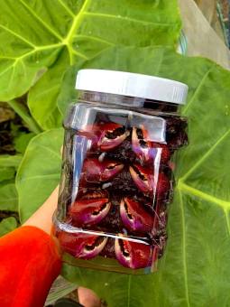 1Kg BA KHÍA MUỐI CON VỪA KHÔNG CÂN NƯỚC-ATVSTP