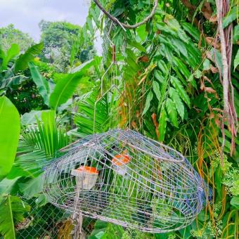 Lồng Bẫy INOX Chào Mào, Chòe Than