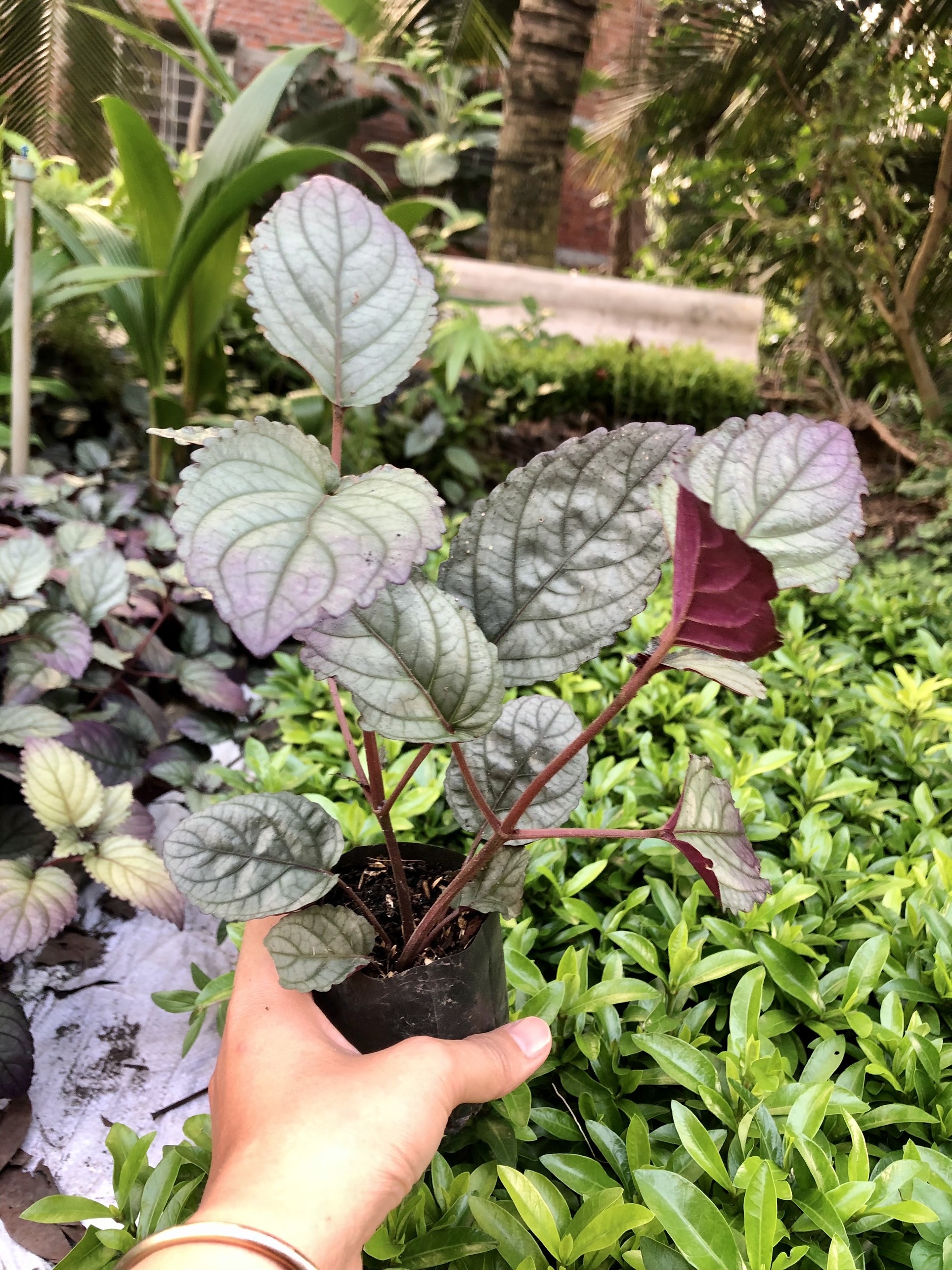 Combo 2 Bầu Cây giống trà dr thanh - cây ô long Boiboi.organic, cây trong bầu đất, rễ mạnh