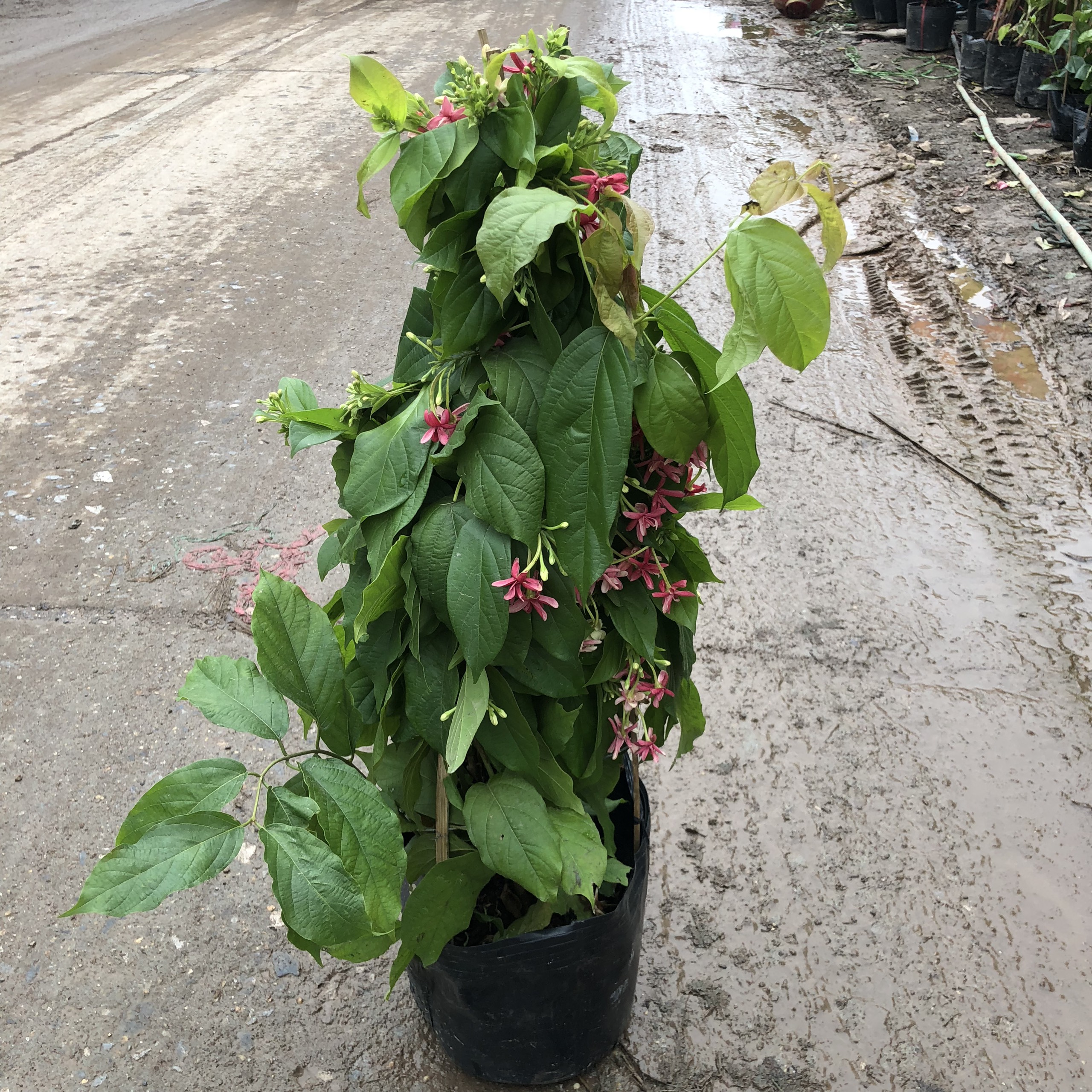 Cây hoa sử quân tử (hoa giun), ngọn leo 1m hoa nở mùi thơm dễ chịu nhiều công dụng dùng leo giàn