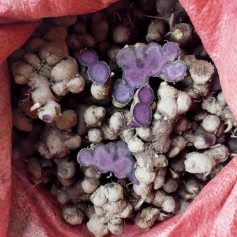 Gừng đen( ngải tím)