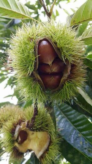 HẠT DẺ NGON Hạt Dẻ tươi sống chế biến các món ăn ngon dinh dưỡng. Đồ ăn vặt