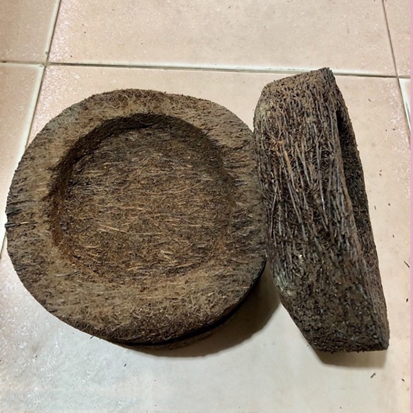 Combo 5 dớn đĩa trông lan