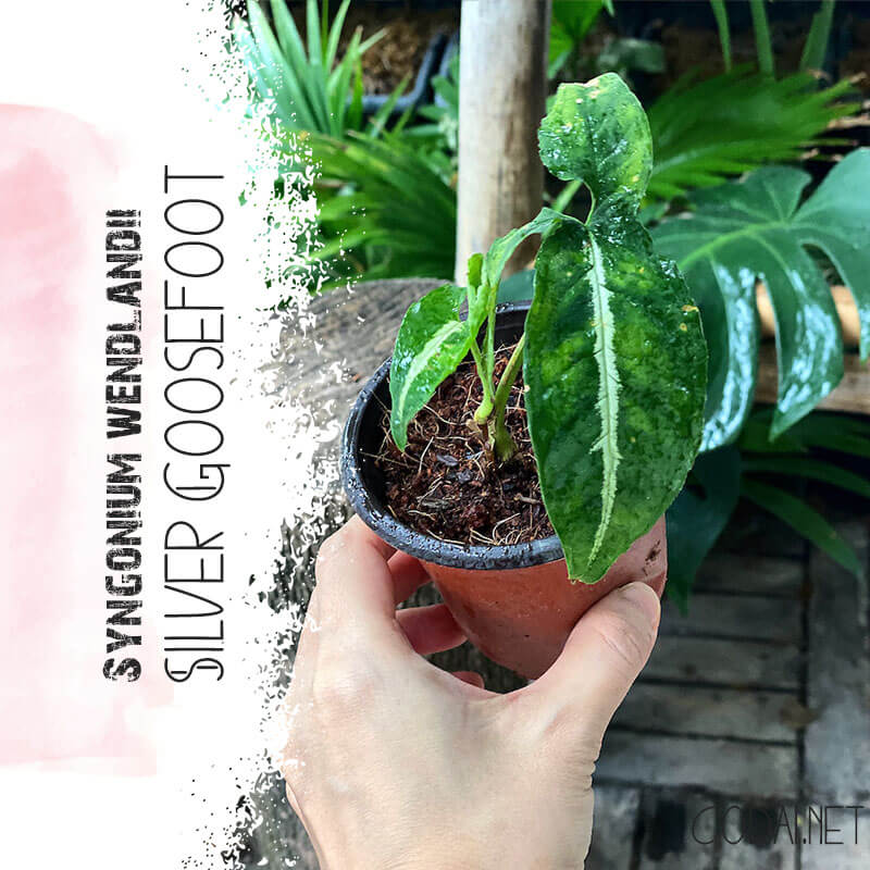 Cây giống Syngonium wendlandii Silver Goosefoot chậu nhựa 8cm