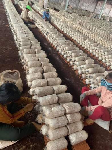 phôi nấm bào ngư xám đã ủ kín tơ (mua 10 tặng 1)