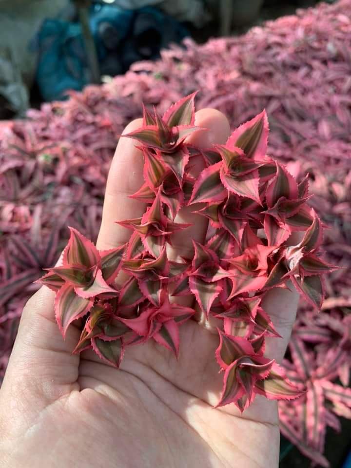 Dứa mini, dứa phụng, dứa màu, dứa nam mỹ set terrarium bán cạn 2-5cm