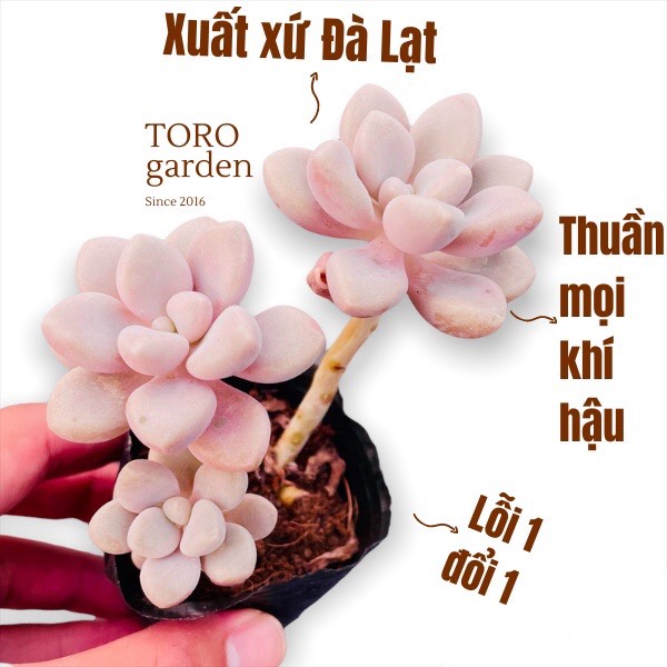 Sen đá sỏi hường cổ thụ đà lạt hư 1 đổi 1 siêu cute
