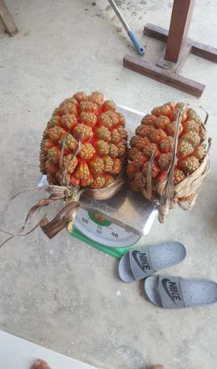 Quả dứa dại tươi