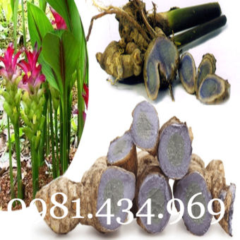 Nghệ Đen Tươi 01KG CHUẨN Đẹp