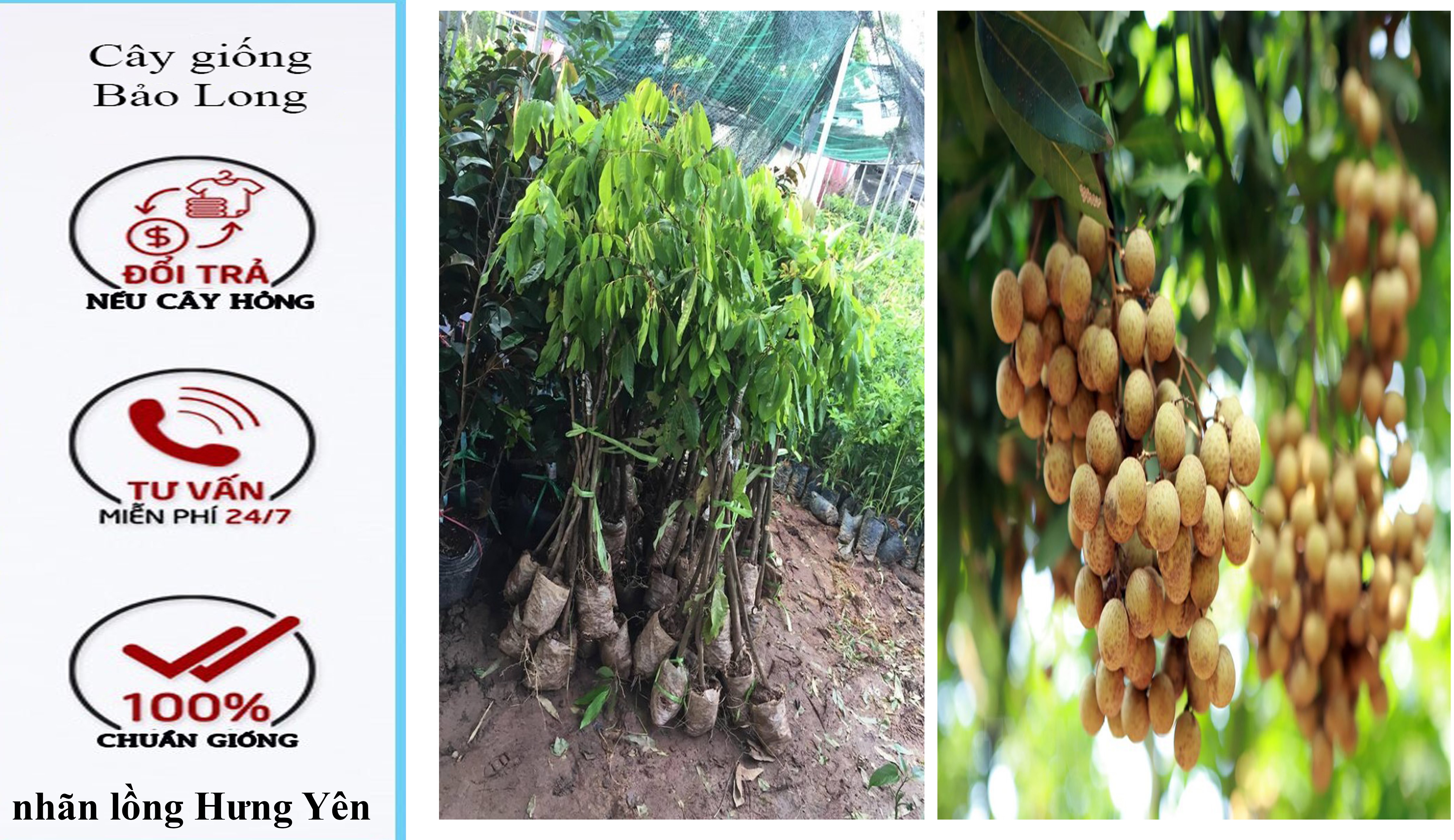 Cây giống nhãn lồng hưng yên cay giong nong nghiep nhan long hung yen f1 chất lượng cao