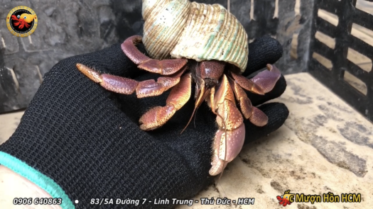 [XL+] BREVI Ốc Mượn Hồn - Cua Ẩn Sĩ - Ốc Mượn Hồn Đẹp - Ốc Mượn Hồn Giá Rẻ