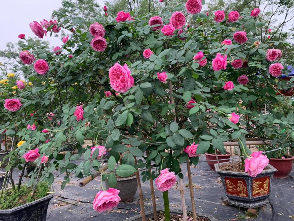 Hoa Hồng Cổ Sapa - cây tree thân gỗ
