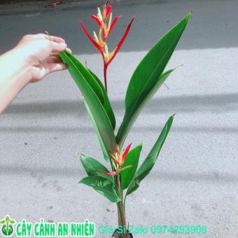 Cây Chuối Mỏ Két