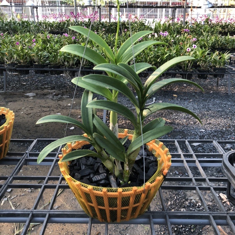 1kg túi lưới Bọc/Lót Chậu trồng lan/ túi bọc trái cây (khoảng 180 cái) có 2 size: 25cm và 40cm