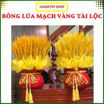 🌾Bông Lúa Mạch Vàng Khô 999 Hot Trend Tết 2023- Bó Hoa Lúa Mạch Khô Màu Vàng - Bông Hoa Lúa Mạch Trang Trí Decor Phòng Siêu Xinh- lúa vàng-Hanie999 Shop