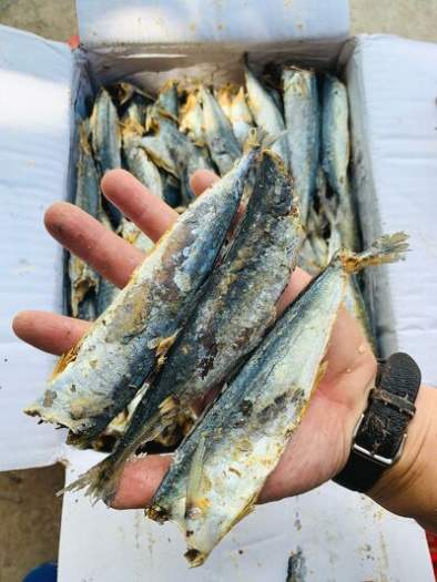 Cá Nục Tẩm Bột Chiên Giòn, Khô cá nục🌴loại ngon🌴không đầu, vị vừa ăn, thịt dai thơm, đảm bảo an toàn thực phẩm.