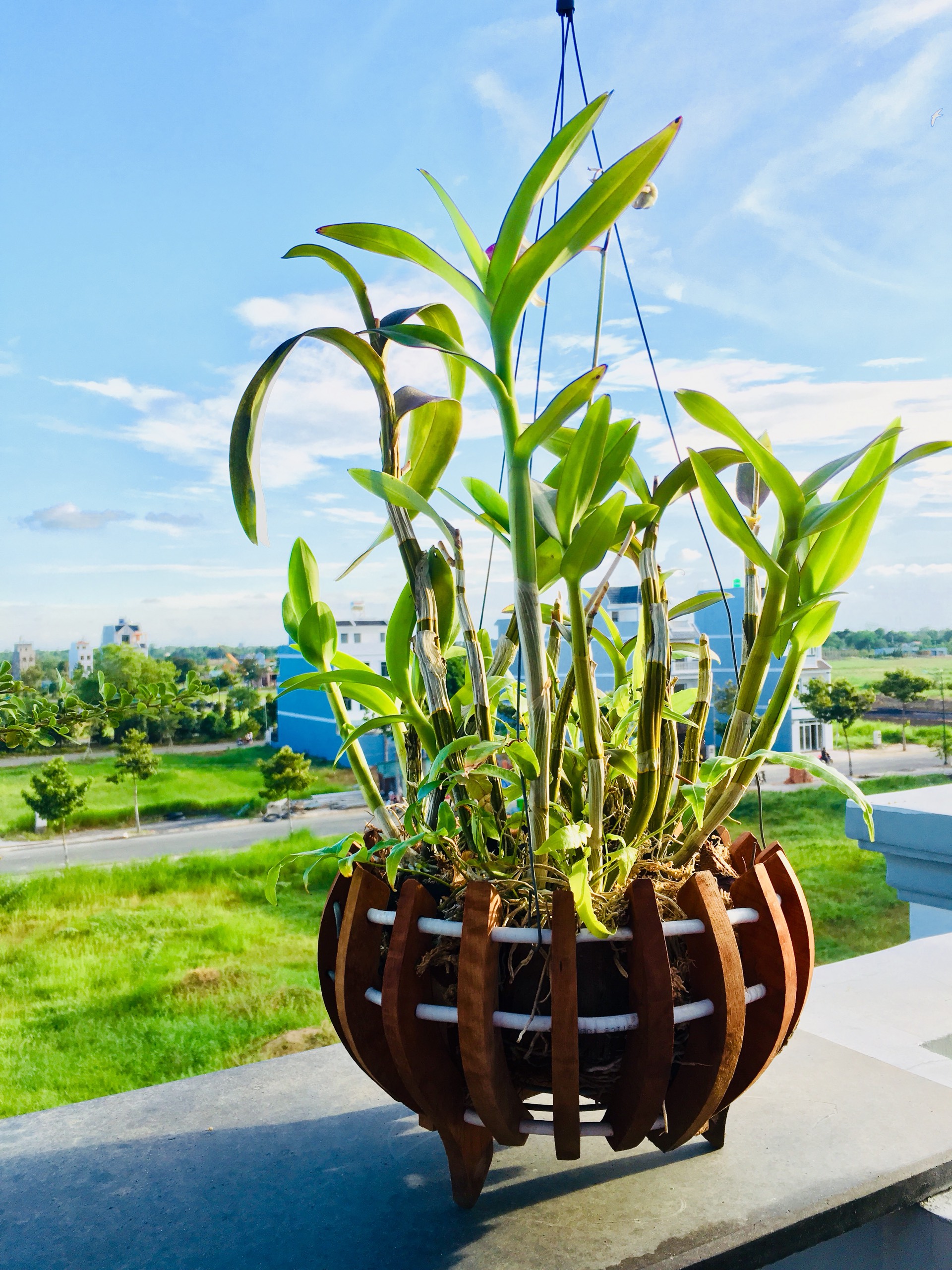 Chậu gỗ trồng lan mẫu bí, phi 20-25cm, gỗ căm se, thoáng khí- Mayhong Garden, kèm dây treo