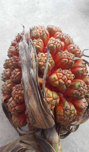 Quả dứa dại tươi