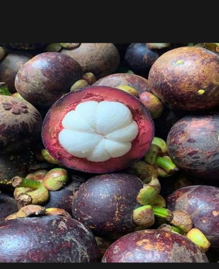 MĂNG CỤT ĐẦU MÙA