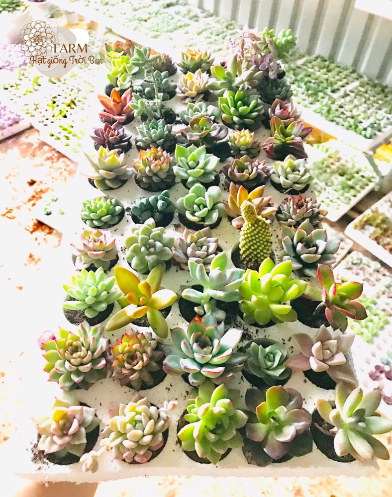 VỈ SEN ĐÁ MINI 50 CÂY NGẪU NHIÊN ☘ SIZE 3 - 5 CM ☘ ĐÃ THUẦN KHÍ HẬU ☘ XUẤT VƯỜN ĐÀ LẠT