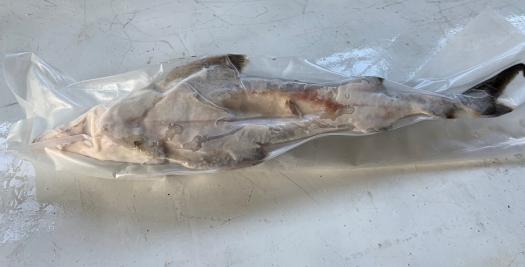 Cá Tầm Nguyên Con Sơ Chế  1.2Kg