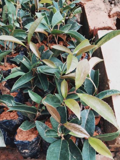 3 cây mộc hương ta giống