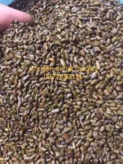 Combo 3kg hạt muồng xuất khẩu loại 1