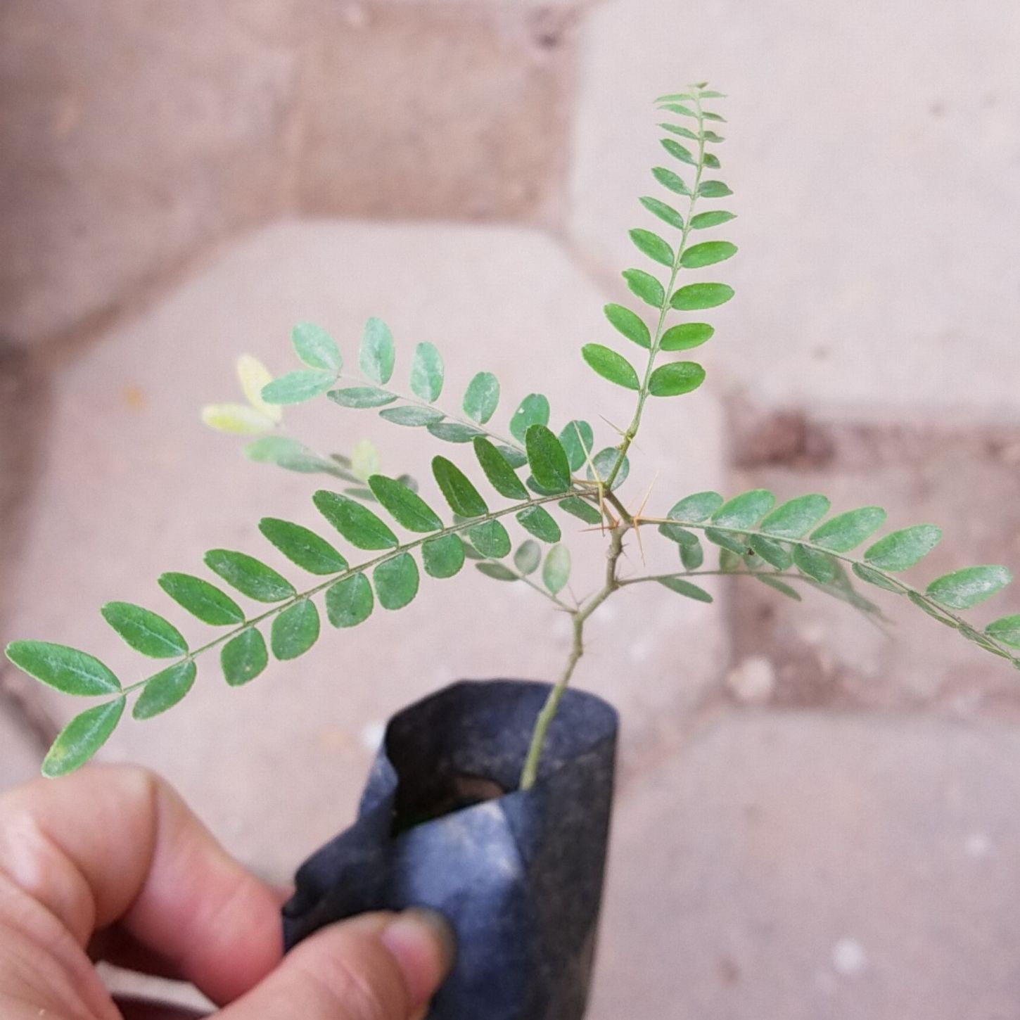 Bầu giống bồ kết chuẩn hàng - Cây trong bầu hàng có sẵn