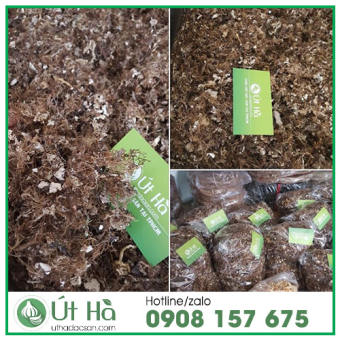 100gr Rau Xu Xoa Khô Lý Sơn 100% Tự Nhiên Đặc Sản Quảng Ngãi Thực Phẩm Dinh Dưỡng Giải Mát Mùa Hè - Út Hà Đặc Sản