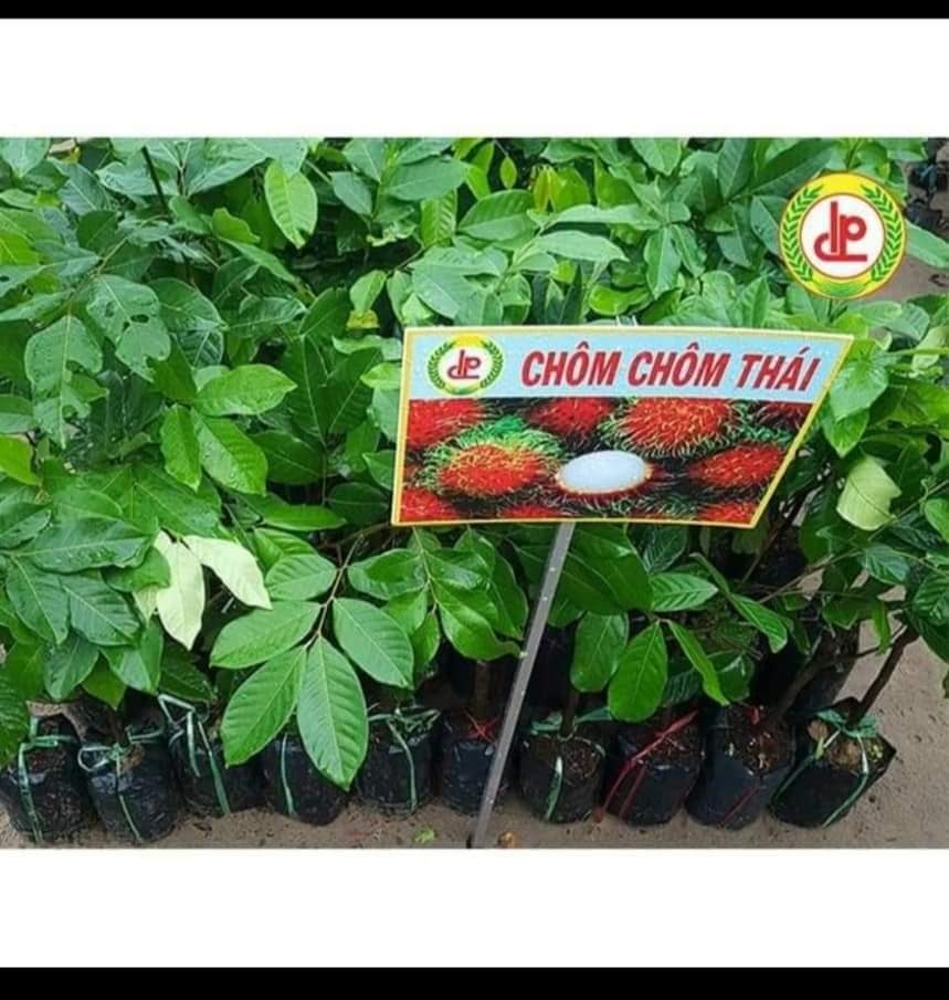 Cây giống Chôm chôm thái