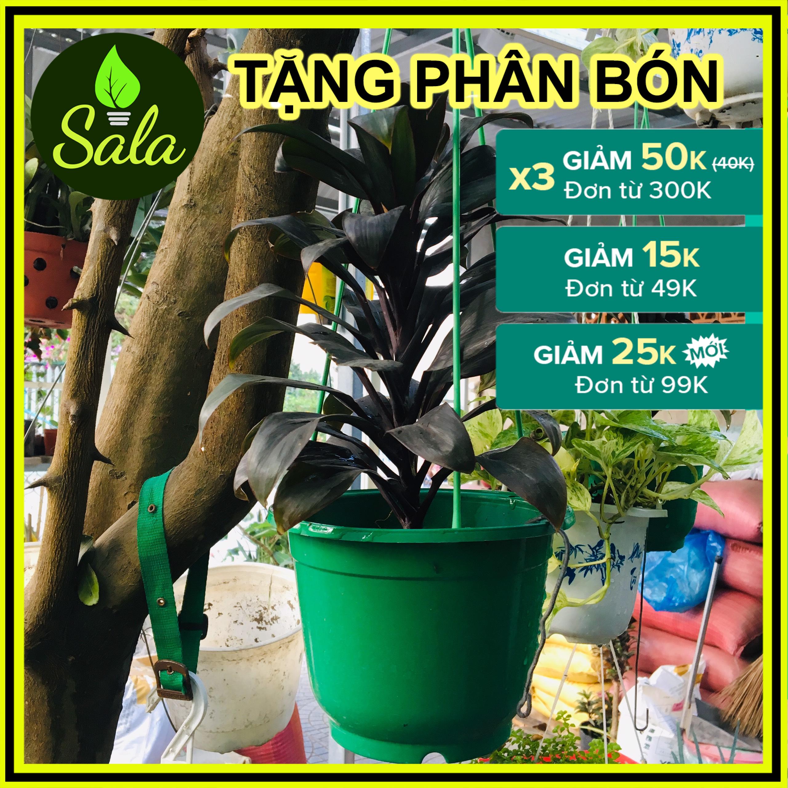 Cây huyết dụ chậu treo y hình - chậu cây kiểng treo