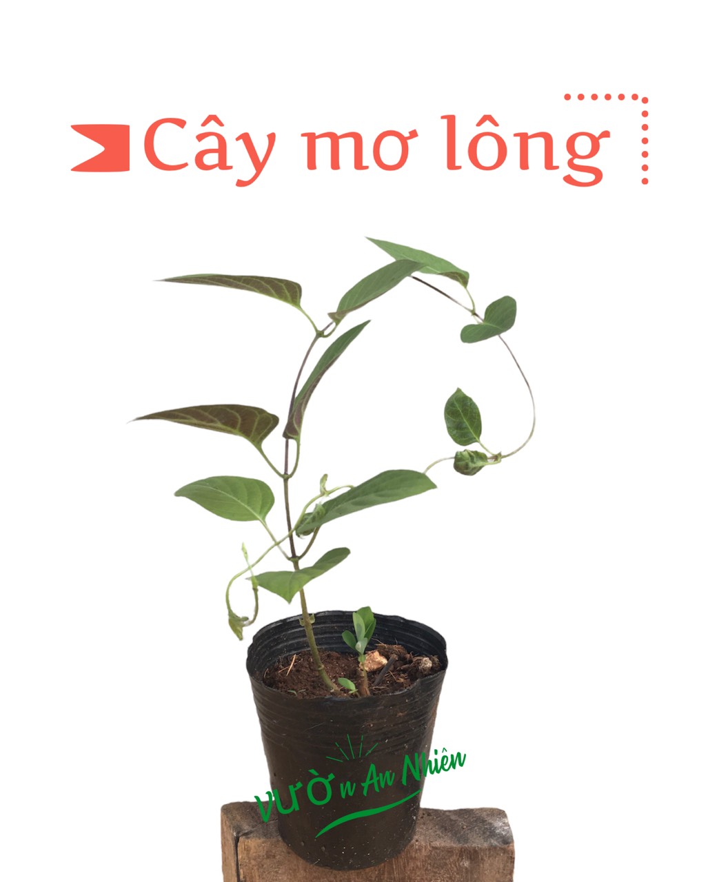Cây Giống Mơ Lông cây rau mơ